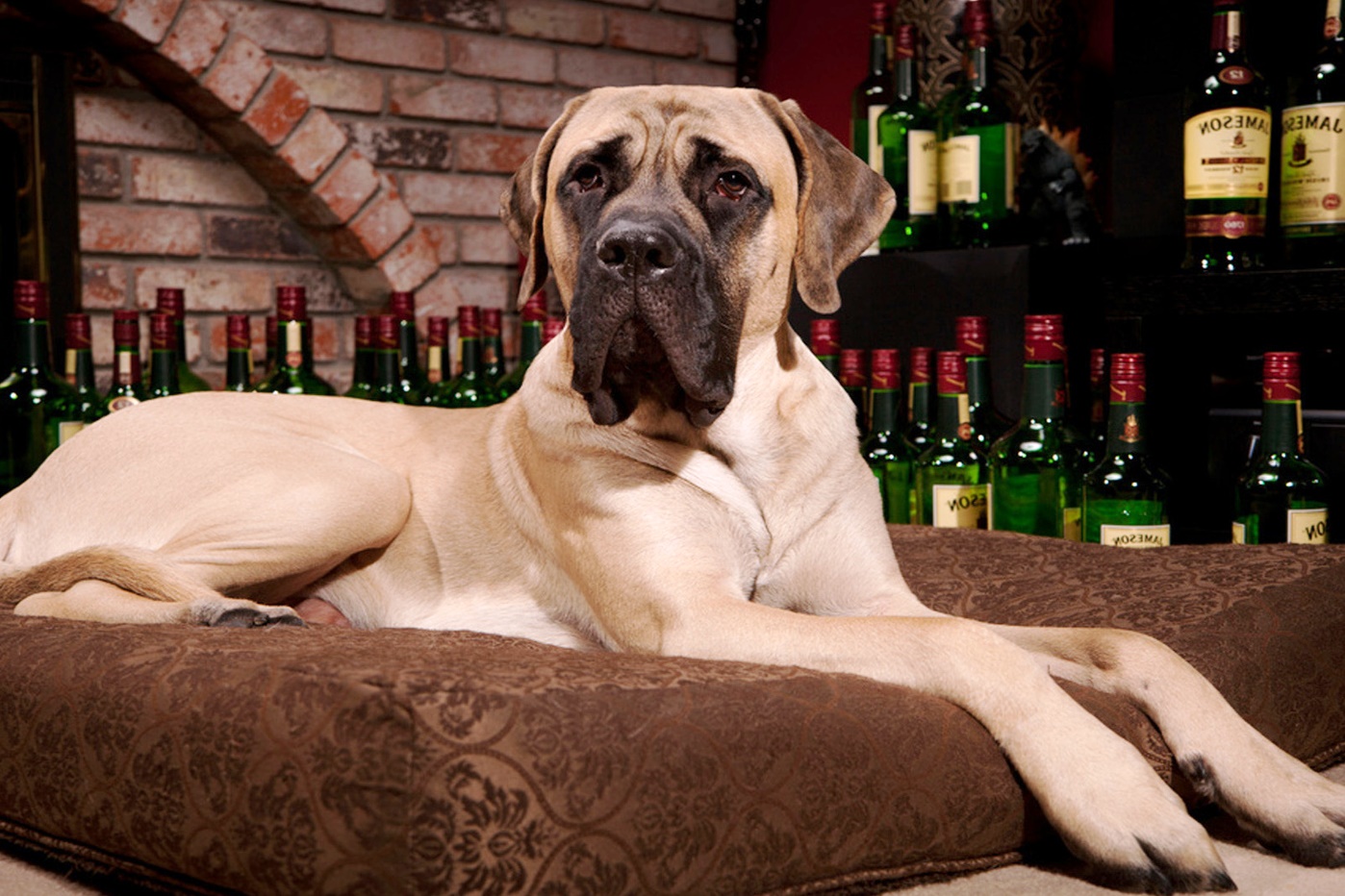 Самая дорогая в мире собака обошлась покупательнице в 350 000 фунтов.