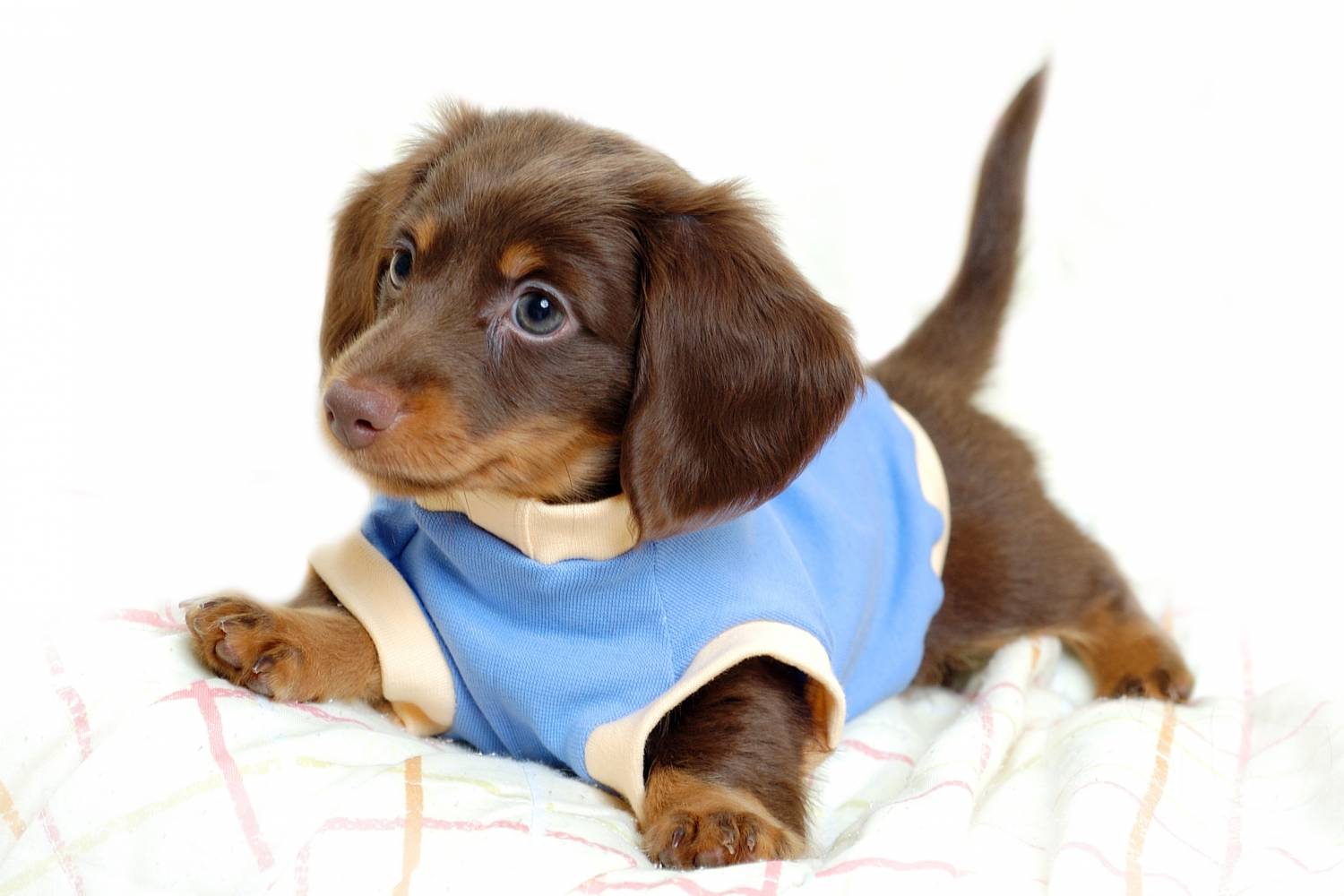 Майки и футболки - универсальная одежда для собак