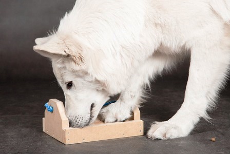 Развивающие игрушки для собак