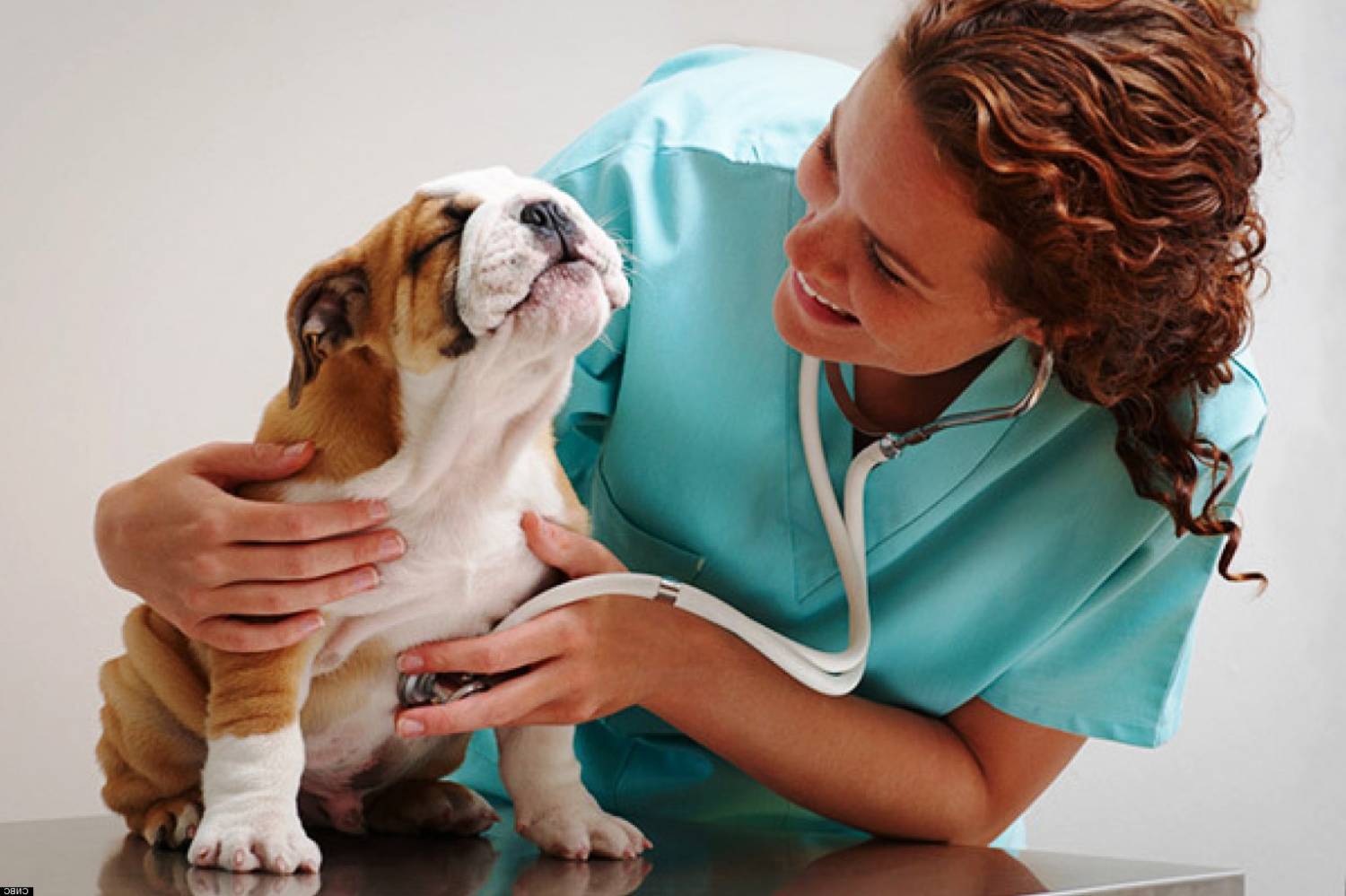 Понос у собак после прививки