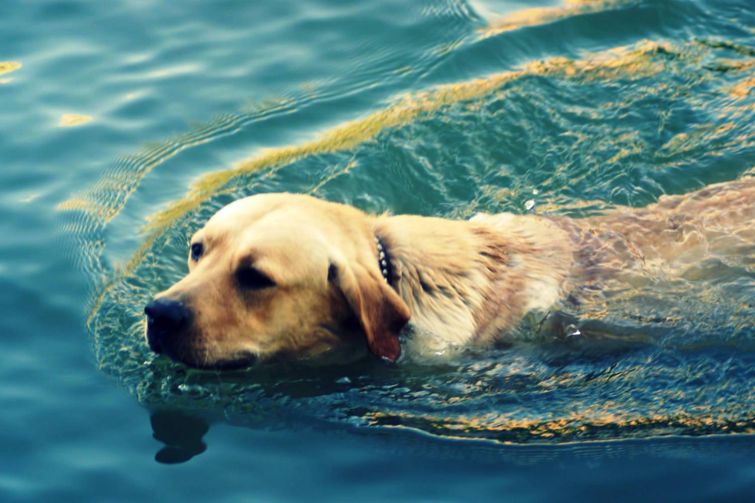Приучение собаки к воде